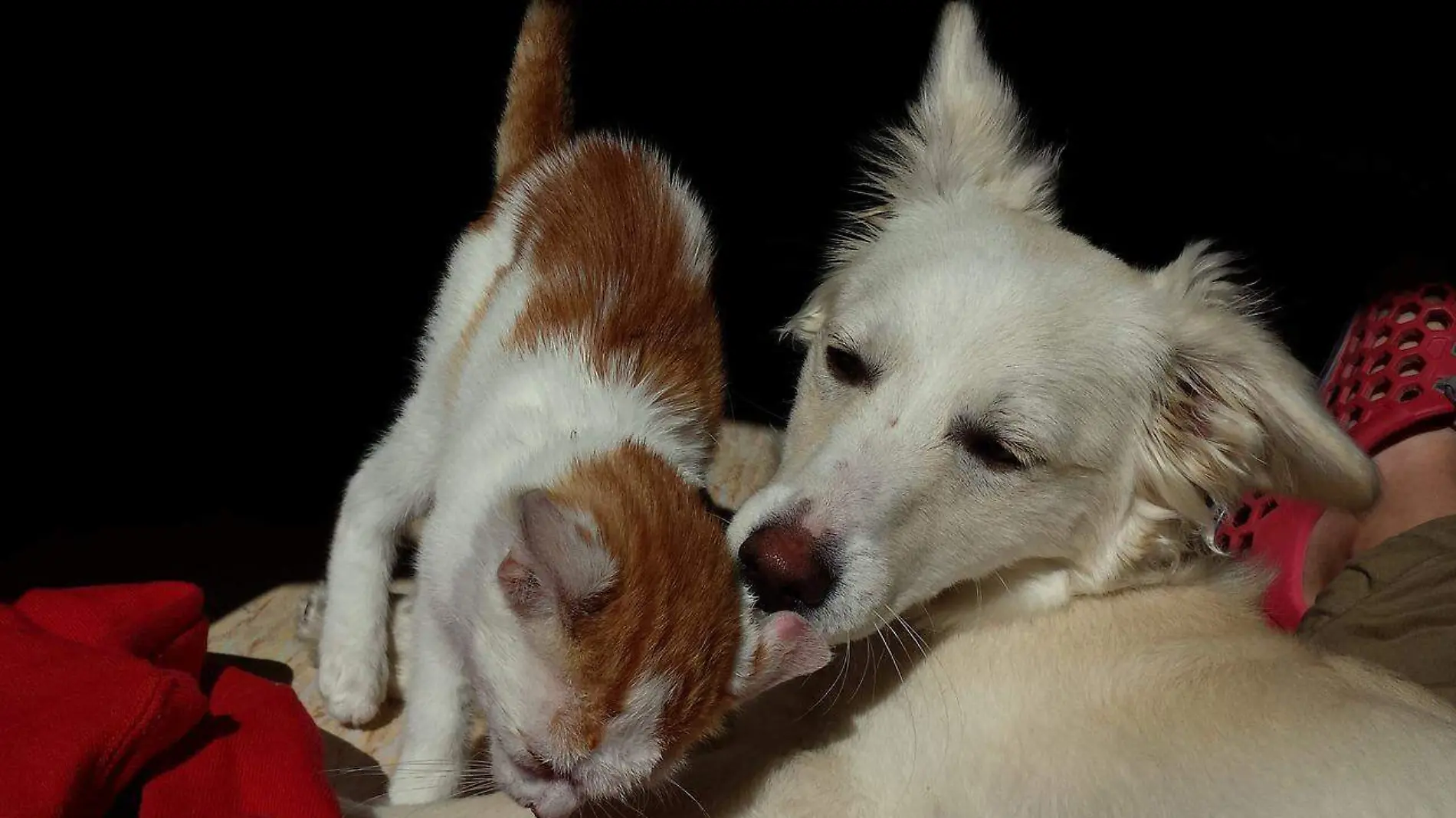 Perro y gato